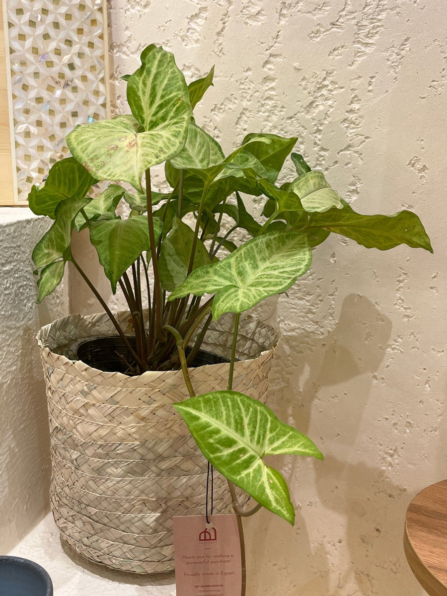 Plant with Pot