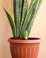 Snake Plant