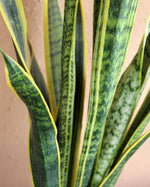 Snake Plant