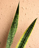 Snake Plant